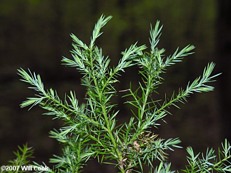 red cedar